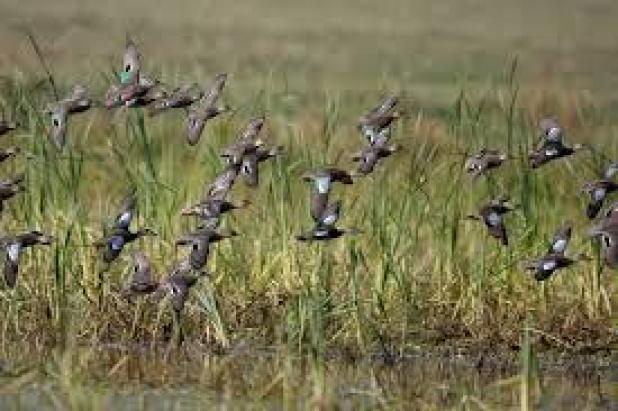 Applications being accepted for White Lake Teal Season Lottery hunts | Vermilion Today